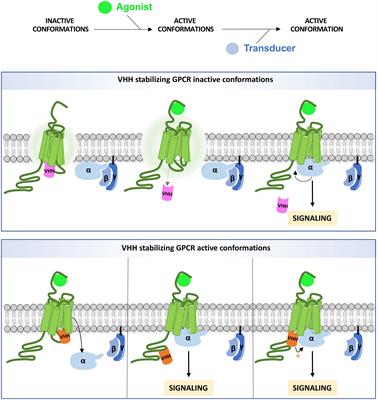 Intracellular VHHs to monitor and modulate GPCR signaling
